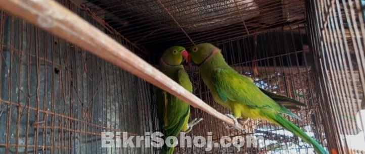 টিয়া পাখি